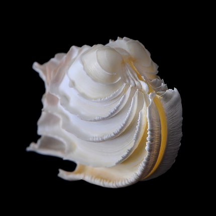 callanaitis disjecta 5-2019 9462